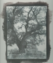 General Urrea's camp, Refugio, Texas.